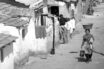 mandrione
