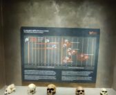 Museo Pigorini e Laboratorio di Firenze: il DNA antico della Grotta Guattari