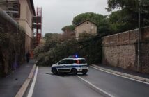 Caduta albero via Aurelia Antica Polizia Locale