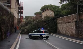 Caduta albero via Aurelia Antica Polizia Locale