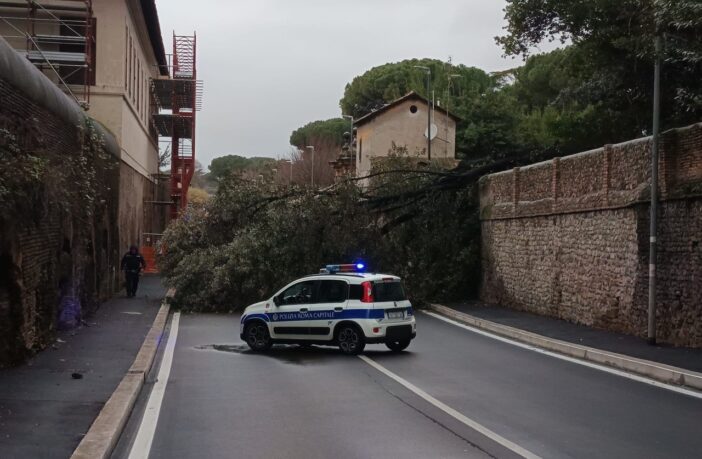 Caduta albero via Aurelia Antica Polizia Locale