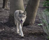 Quattro giovani lupi grigi eurasiatici arrivano al Bioparco di Roma
