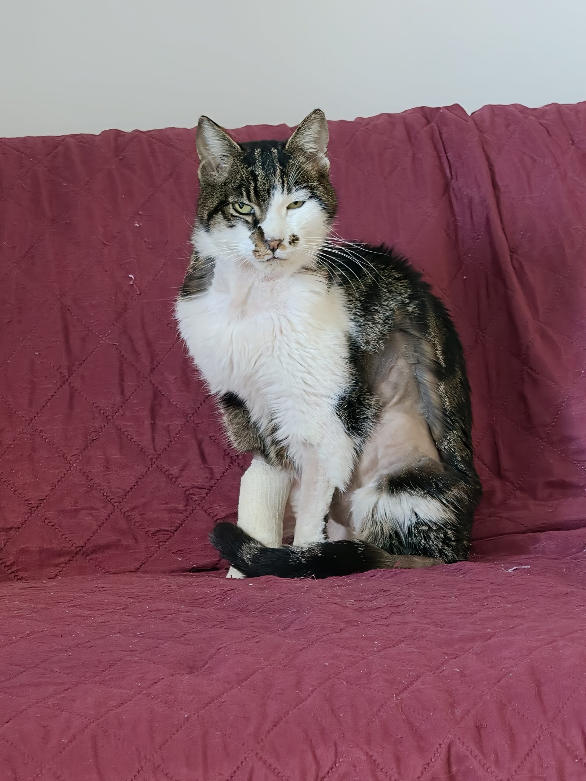 Rosi-nella-sua-nuova-casa-