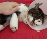 Roma, la gattina Rosi adottata: dalla violenza alla rinascita grazie alla solidarietà