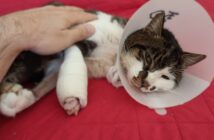 Rosi sul divano di Pierluigi, il volontario LNDC Animal Protection che l'ha adottata