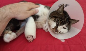 Rosi sul divano di Pierluigi, il volontario LNDC Animal Protection che l'ha adottata