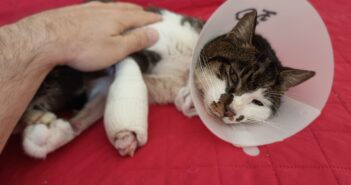 Roma, la gattina Rosi adottata: dalla violenza alla rinascita grazie alla solidarietà