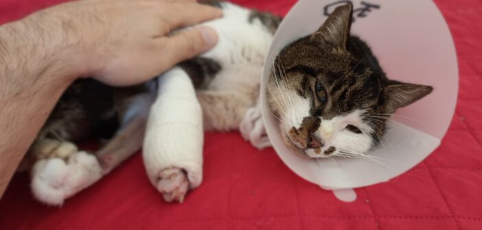 Roma, la gattina Rosi adottata: dalla violenza alla rinascita grazie alla solidarietà