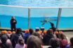 Il talk educativo con i delfini a Zoomarine