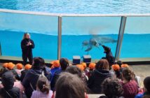 Il talk educativo con i delfini a Zoomarine