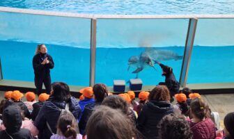 Il talk educativo con i delfini a Zoomarine