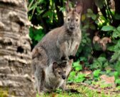 Al Bioparco di Roma nasce un canguro di Bennett: il cucciolo conquista i visitatori