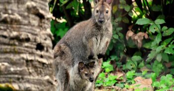 Al Bioparco di Roma nasce un canguro di Bennett: il cucciolo conquista i visitatori