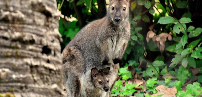 Al Bioparco di Roma nasce un canguro di Bennett: il cucciolo conquista i visitatori