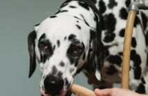 cane
