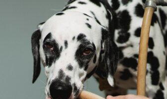 cane