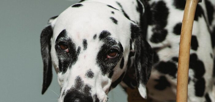 Colpo di calore nel cane