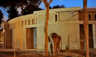 foto: Massimiliano Di Giovanni – Archivio Bioparco