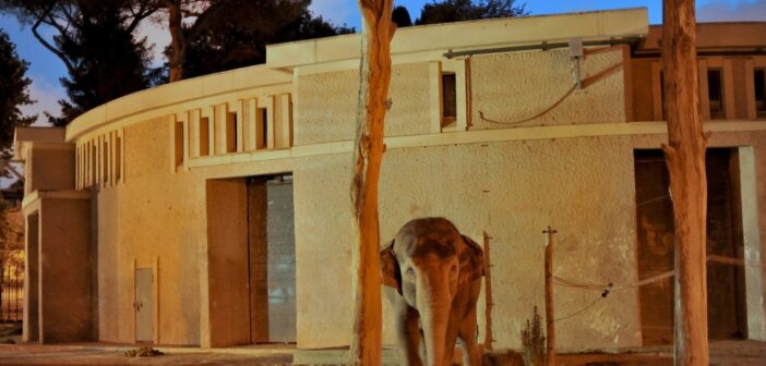 Il Bioparco si accende al tramonto: serate fino alle 21.30