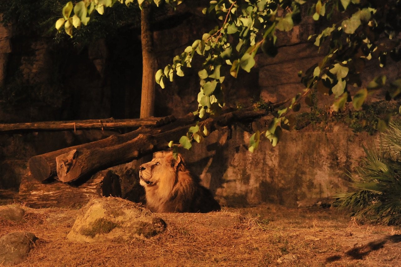 foto: Massimiliano Di Giovanni – Archivio Bioparco
