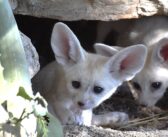 Al Bioparco di Roma sono nati cinque cuccioli di fennec