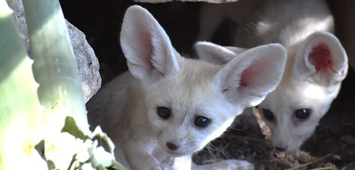 Al Bioparco di Roma sono nati cinque cuccioli di fennec