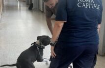 pitbull