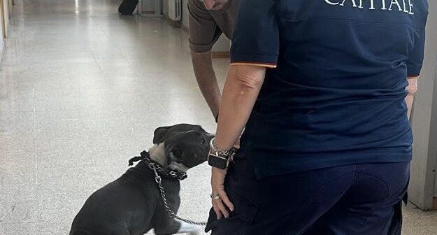 Roma, pitbull incatenata a un furgone e lasciata senza acqua né cibo