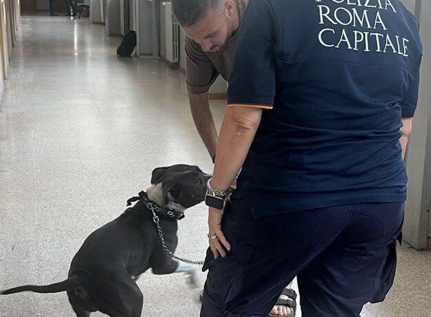 pitbull