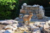 Capibara a Zoomarine