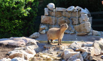 Capibara a Zoomarine