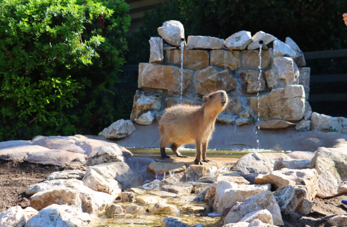 Capibara a Zoomarine