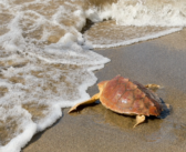 Fortuna torna in mare: la giovane tartaruga Caretta caretta è stata liberata a Palidoro