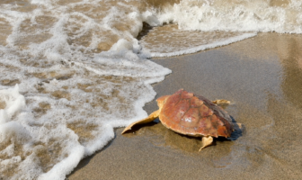 Fortuna entra in mare, ph Zoomarine