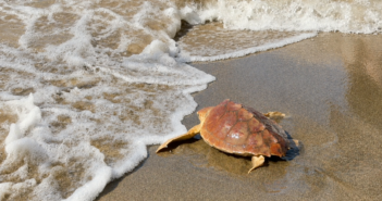 Fortuna torna in mare: la giovane tartaruga Caretta caretta è stata liberata a Palidoro