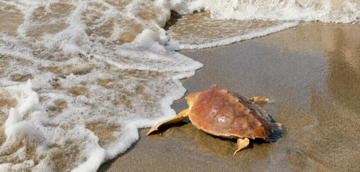 Fortuna torna in mare: la giovane tartaruga Caretta caretta è stata liberata a Palidoro