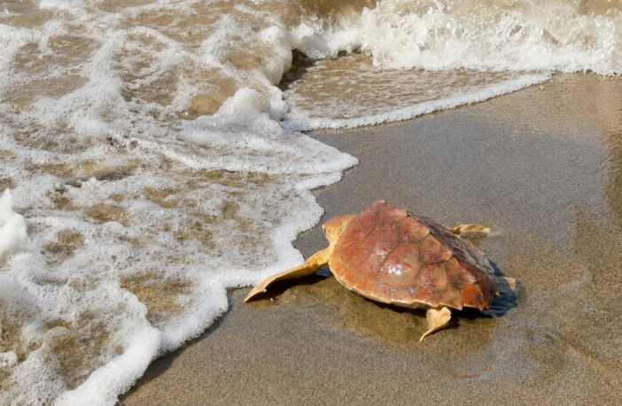 Fortuna entra in mare, ph Zoomarine
