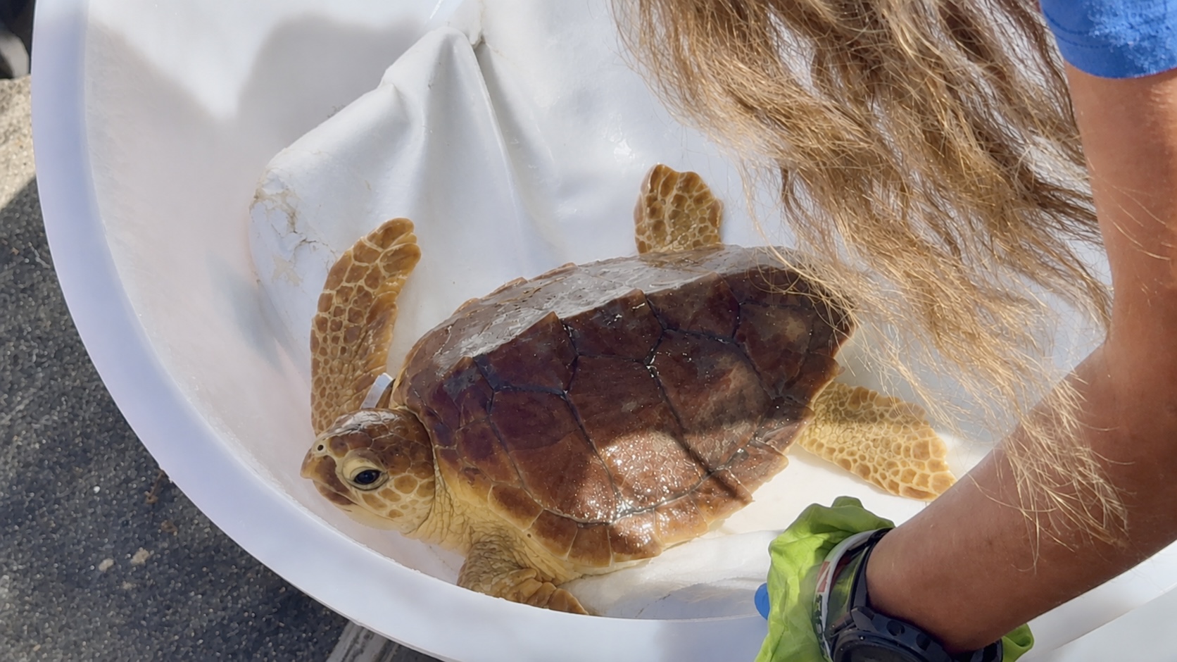Fortuna, la caretta caretta rilasciata a Palidoro, ph Zoomarine