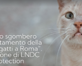Roma, caso Norma Autiero: condannata a cinque mesi per il maltrattamento di tre gatti