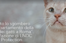 lndc